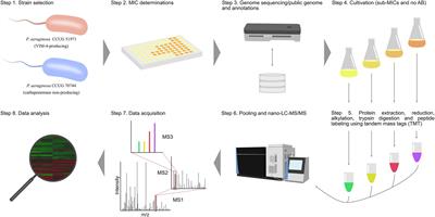 Responses of carbapenemase-producing and non-producing carbapenem-resistant Pseudomonas aeruginosa strains to meropenem revealed by quantitative tandem mass spectrometry proteomics